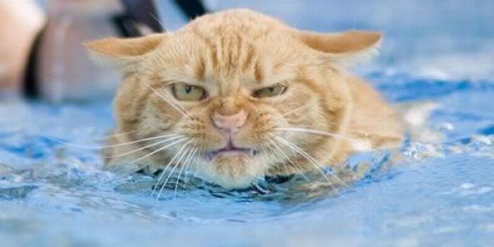swimming cat