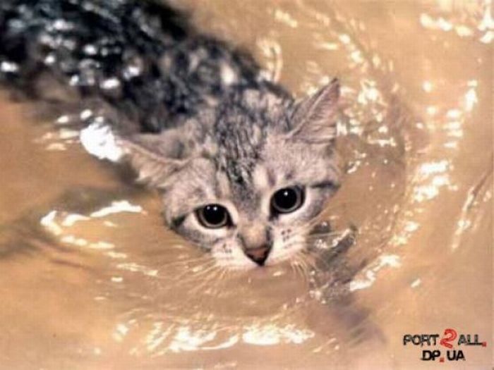 swimming cat