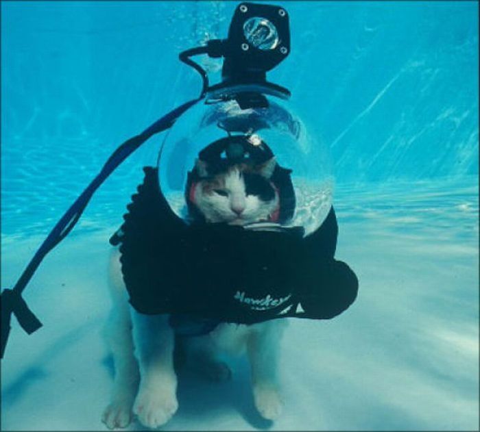 swimming cat