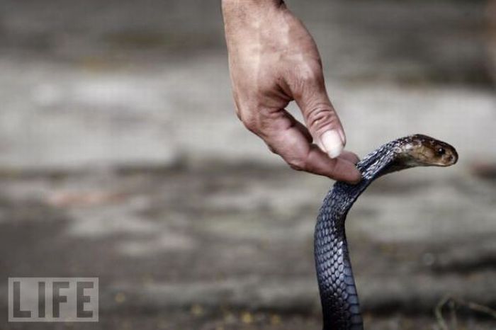 Snakeburgers, Indonesia