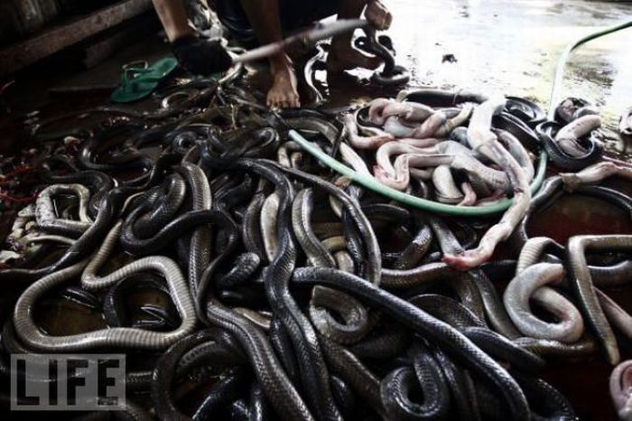 Snakeburgers, Indonesia