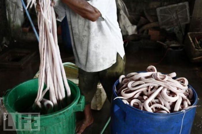 Snakeburgers, Indonesia