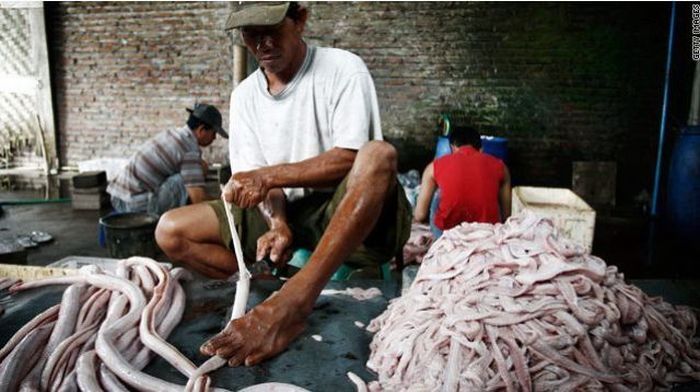 Snakeburgers, Indonesia