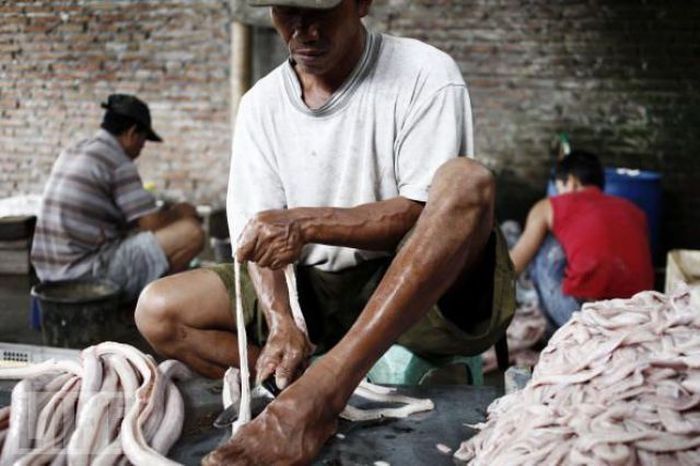 Snakeburgers, Indonesia