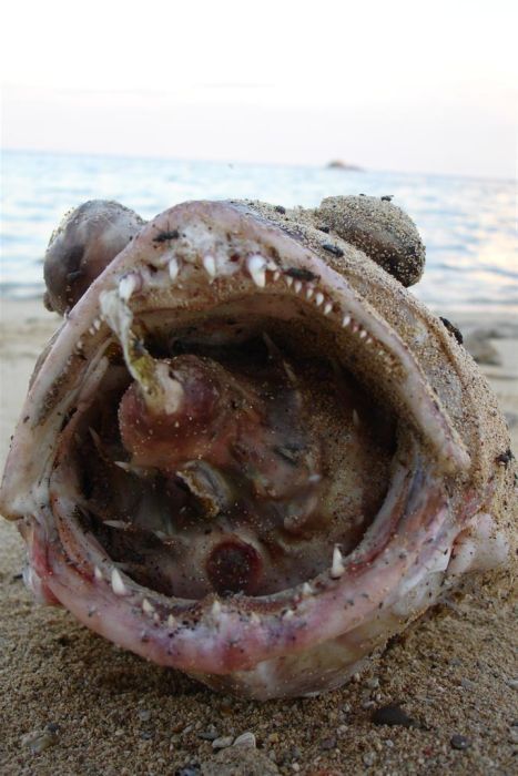 Large fish killed by a Pufferfish