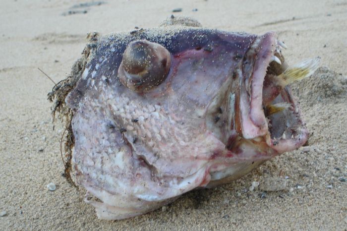 Large fish killed by a Pufferfish
