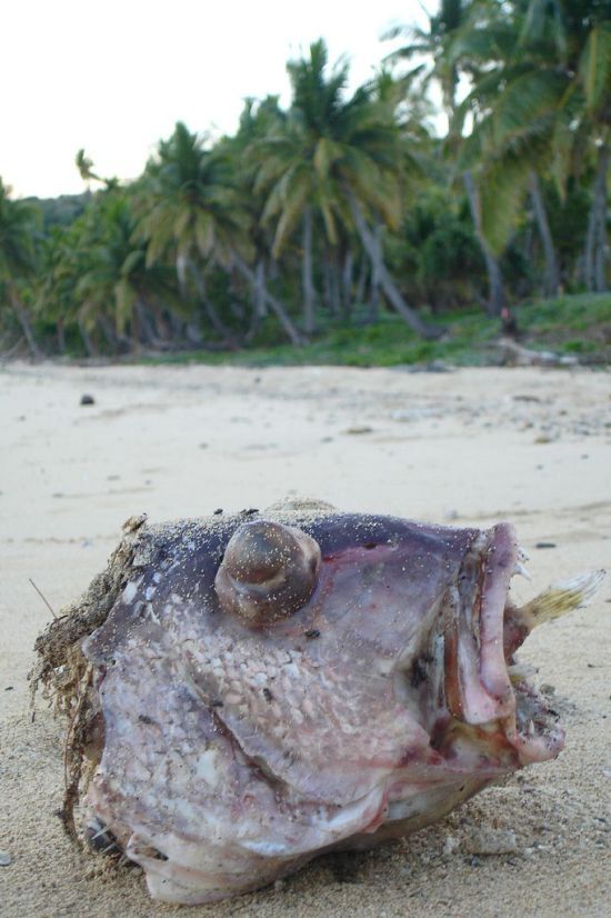Large fish killed by a Pufferfish
