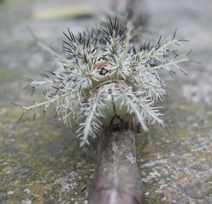 Lonomia Obliqua, deadly caterpillar