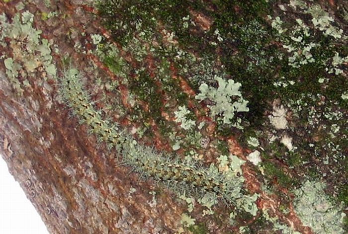 Lonomia Obliqua, deadly caterpillar