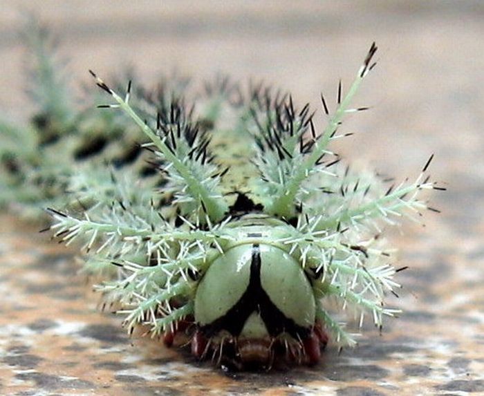 Lonomia Obliqua, deadly caterpillar
