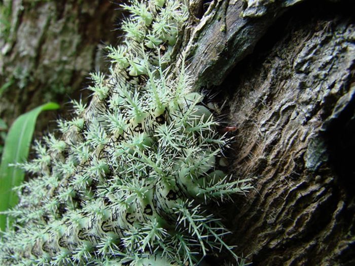 Lonomia Obliqua, deadly caterpillar