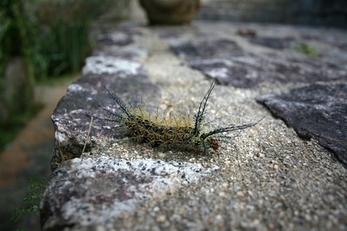 Lonomia Obliqua, deadly caterpillar