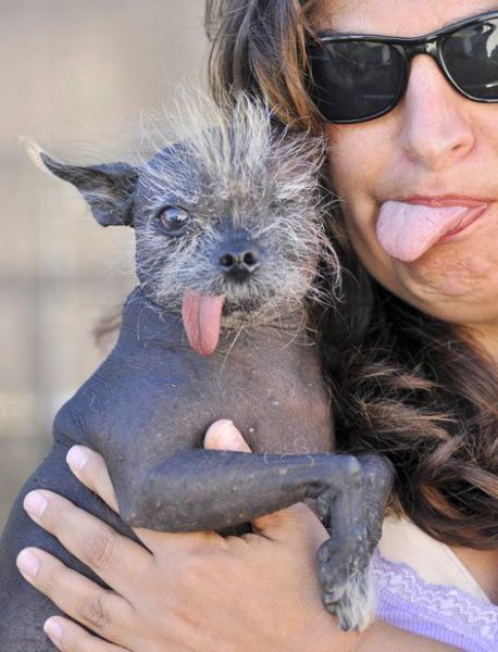 World's Ugliest Dog Contest 2010, Petaluma, California, United States