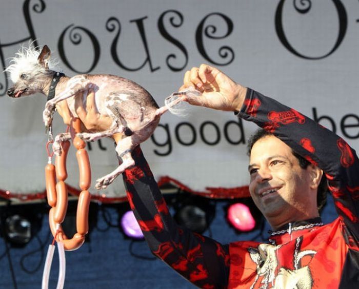 World's Ugliest Dog Contest 2010, Petaluma, California, United States