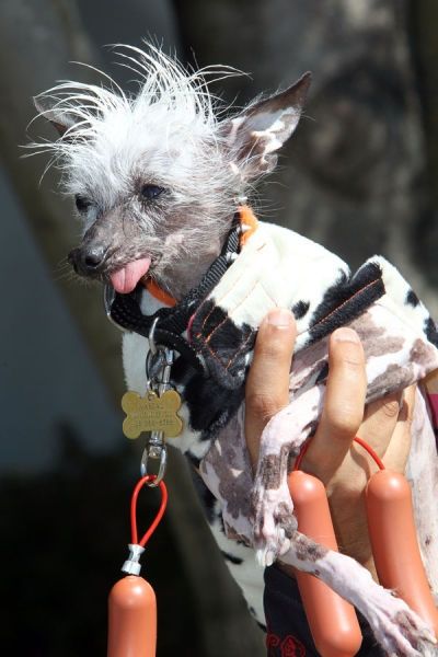 World's Ugliest Dog Contest 2010, Petaluma, California, United States