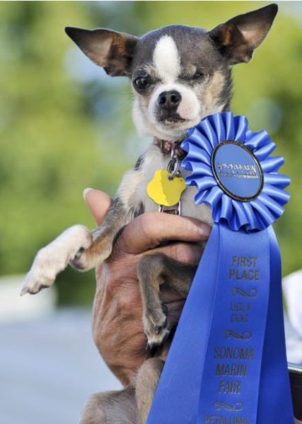 World's Ugliest Dog Contest 2010, Petaluma, California, United States