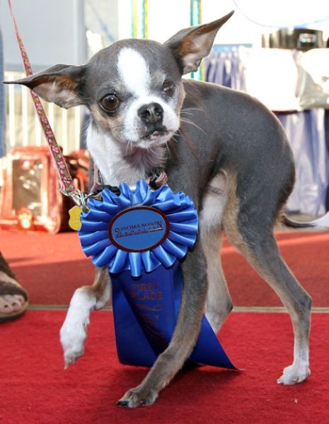 World's Ugliest Dog Contest 2010, Petaluma, California, United States