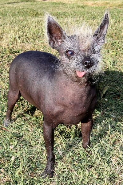 World's Ugliest Dog Contest 2010, Petaluma, California, United States