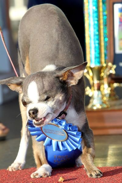 World's Ugliest Dog Contest 2010, Petaluma, California, United States