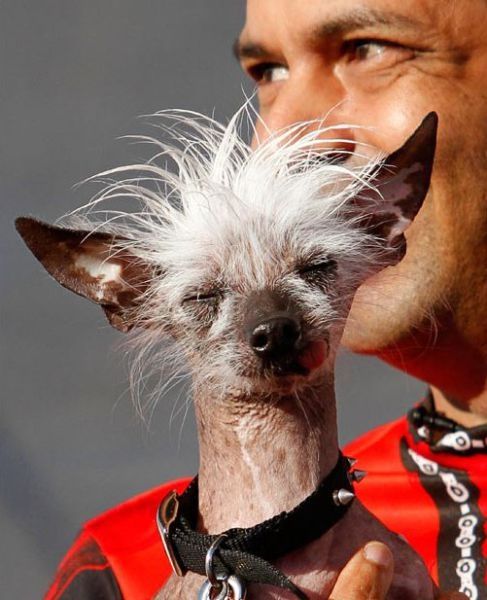 World's Ugliest Dog Contest 2010, Petaluma, California, United States