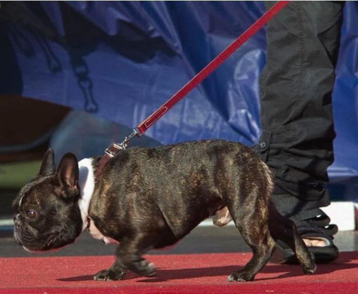 World's Ugliest Dog Contest 2010, Petaluma, California, United States