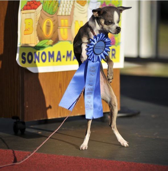 World's Ugliest Dog Contest 2010, Petaluma, California, United States