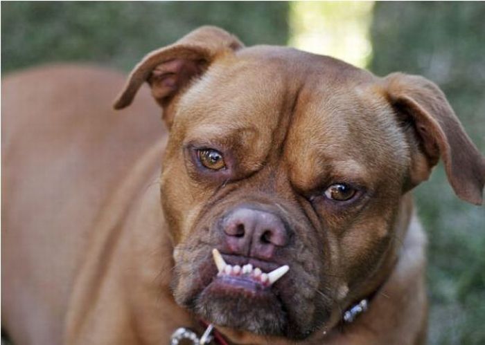 World's Ugliest Dog Contest 2010, Petaluma, California, United States