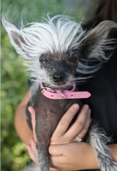 World's Ugliest Dog Contest 2010, Petaluma, California, United States