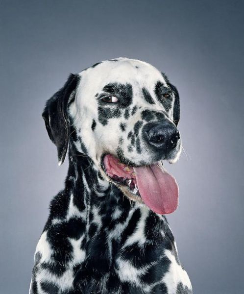 dog portrait