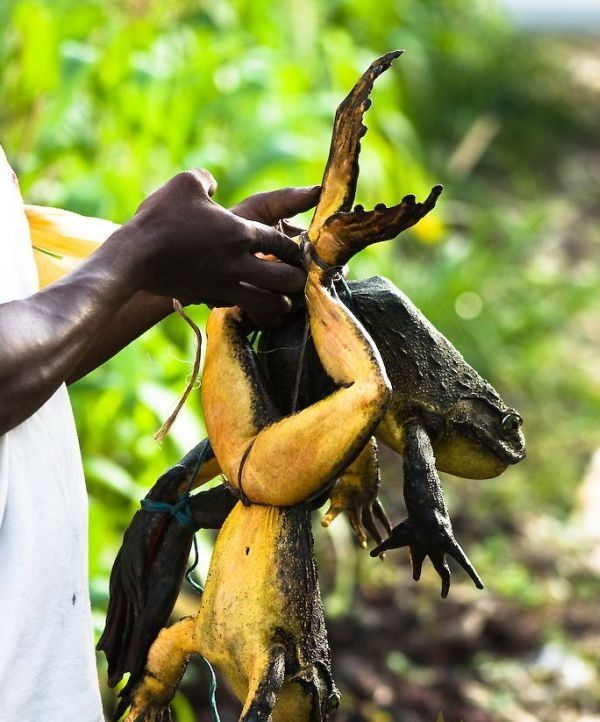 Giant frog, Madagascar