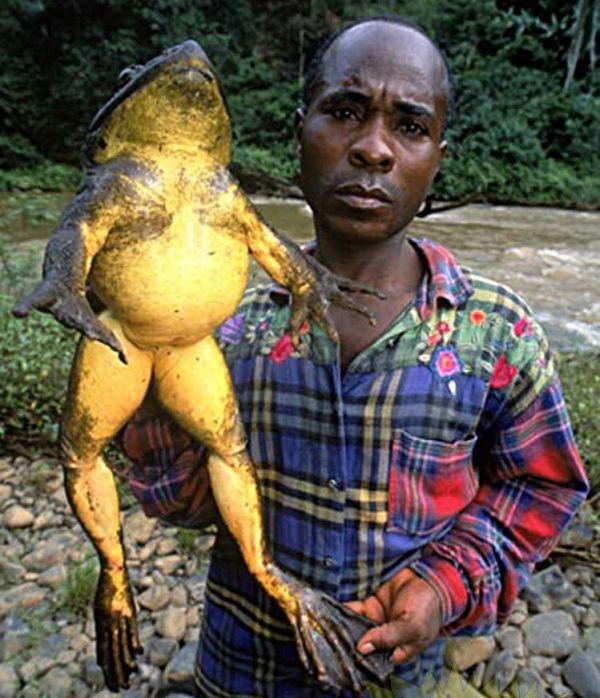 Giant frog, Madagascar