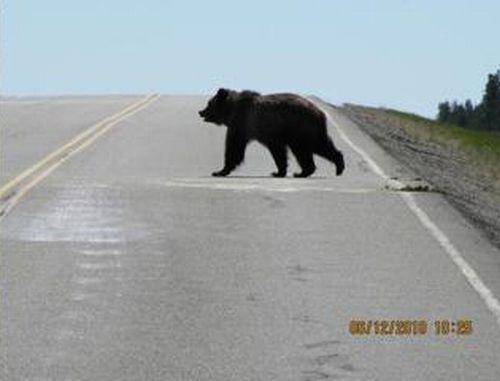 bears on the road