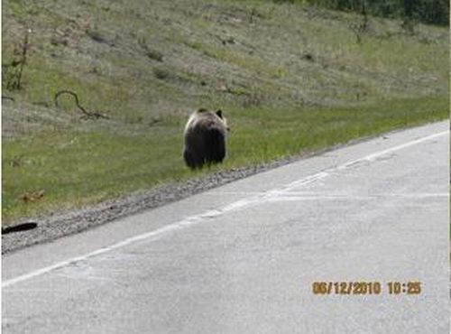 bears on the road