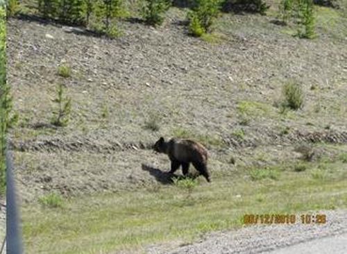 bears on the road