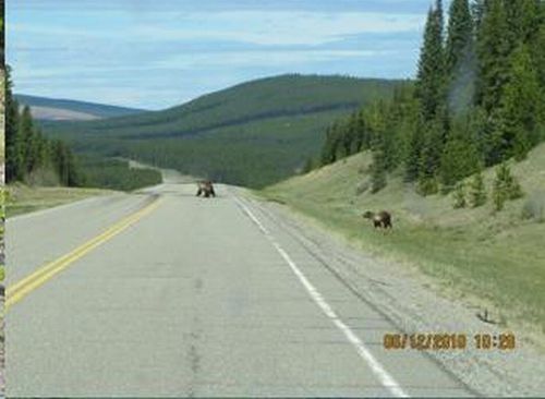 bears on the road