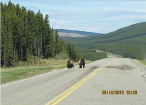 bears on the road