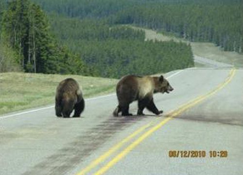 bears on the road