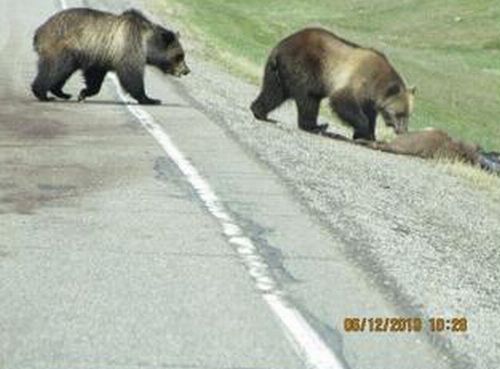 bears on the road