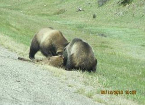 bears on the road