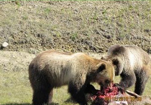 bears on the road