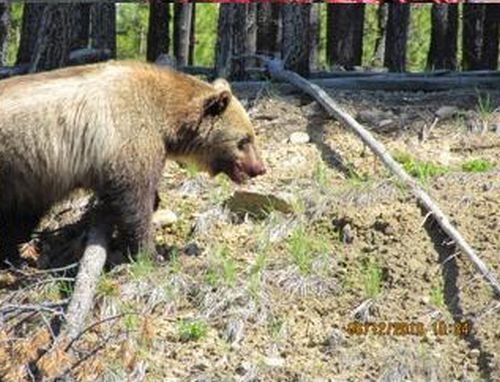 bears on the road