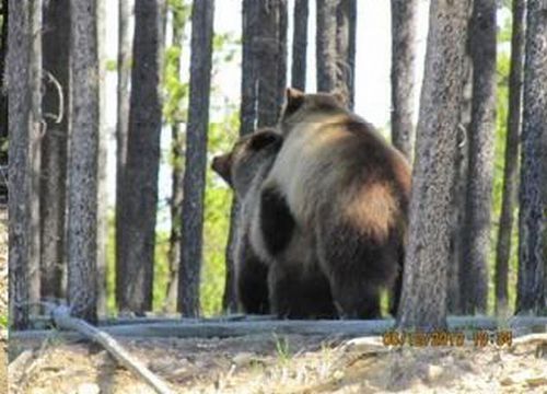 bears on the road