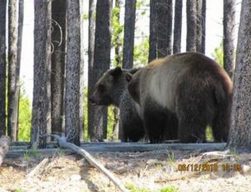 bears on the road