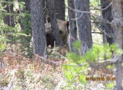 bears on the road