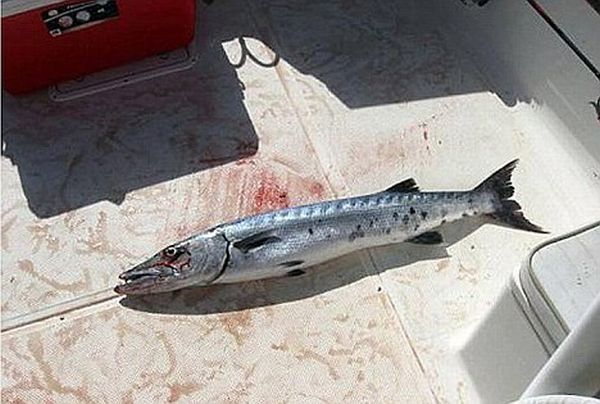 barracuda attacked a 14-year-old girl