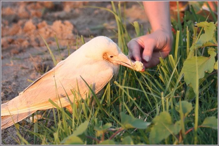 white crow