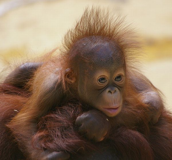 monkey with mohawk