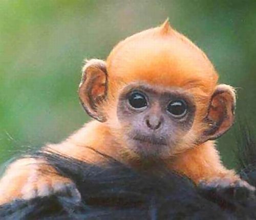 monkey with mohawk