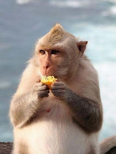 monkey with mohawk