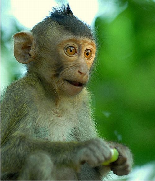 monkey with mohawk